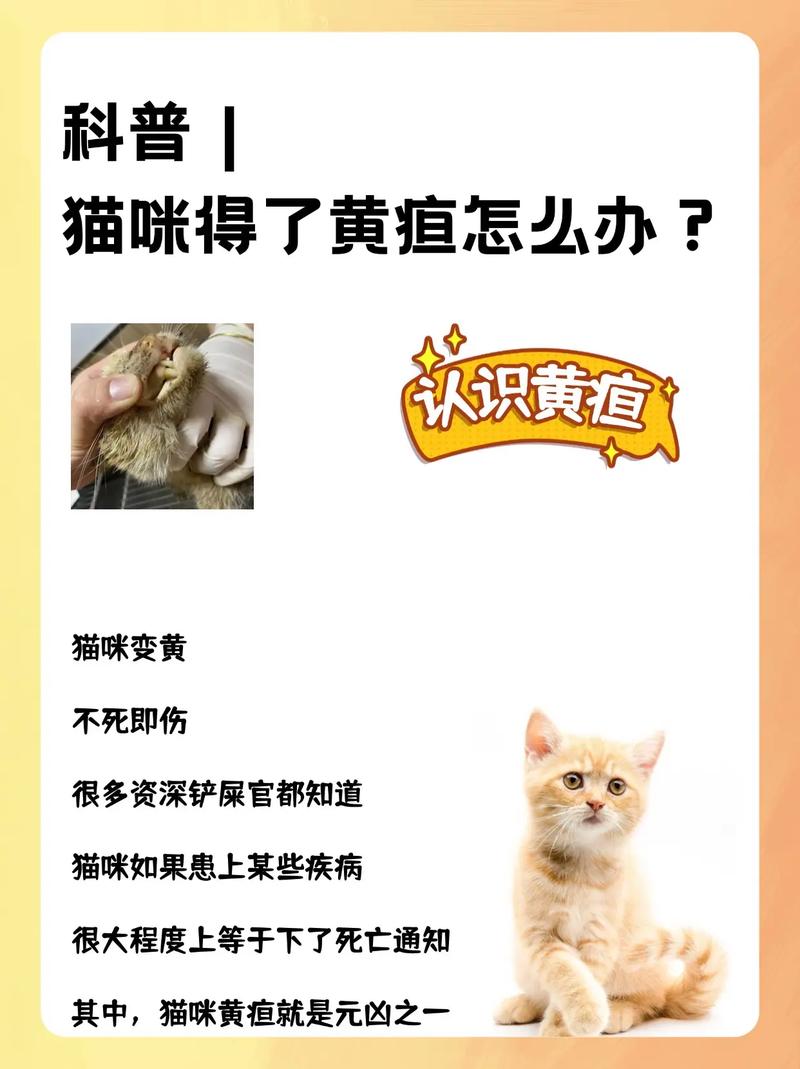猫咪得了黄疸怎么办_猫得了黄疸以后能活多久-第2张图片-后鲨宠物 猫咪得了黄疸怎么办_猫得了黄疸以后能活多久-第2张图片-后鲨宠物