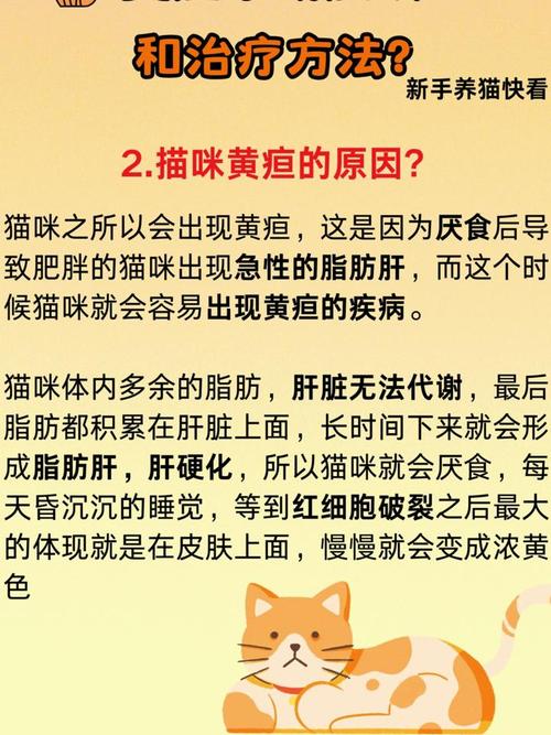 猫咪得了黄疸怎么办_猫得了黄疸以后能活多久-第3张图片-后鲨宠物 猫咪得了黄疸怎么办_猫得了黄疸以后能活多久-第3张图片-后鲨宠物
