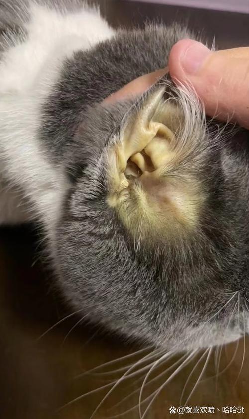 猫咪得了黄疸怎么办_猫得了黄疸以后能活多久-第5张图片-后鲨宠物 猫咪得了黄疸怎么办_猫得了黄疸以后能活多久-第5张图片-后鲨宠物