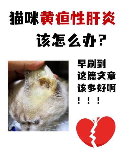 猫咪得了黄疸怎么办_猫得了黄疸以后能活多久-第6张图片-后鲨宠物 猫咪得了黄疸怎么办_猫得了黄疸以后能活多久-第6张图片-后鲨宠物