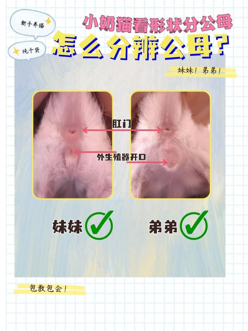 怎么看猫咪公母,猫 怎么看公母?-第3张图片-后鲨宠物 怎么看猫咪公母,猫 怎么看公母?-第3张图片-后鲨宠物