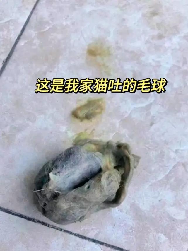  猫咪吐不出毛球怎么办，猫咪吐不出毛球会怎么样-第5张图片-后鲨宠物