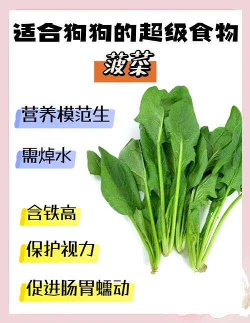 狗狗吃蔬菜要煮熟吗_小狗吃蔬菜用煮一下吗-第4张图片-后鲨宠物 狗狗吃蔬菜要煮熟吗_小狗吃蔬菜用煮一下吗-第4张图片-后鲨宠物