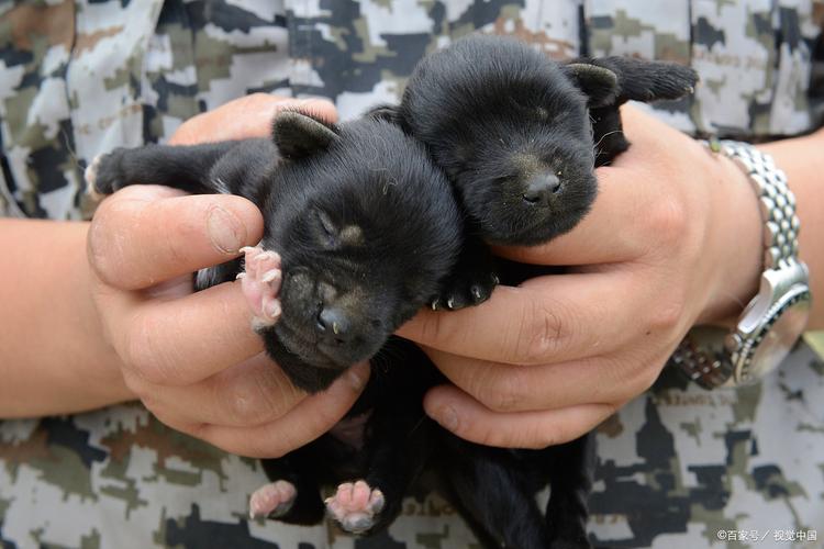 狗狗吃蔬菜要煮熟吗_小狗吃蔬菜用煮一下吗-第5张图片-后鲨宠物 狗狗吃蔬菜要煮熟吗_小狗吃蔬菜用煮一下吗-第5张图片-后鲨宠物