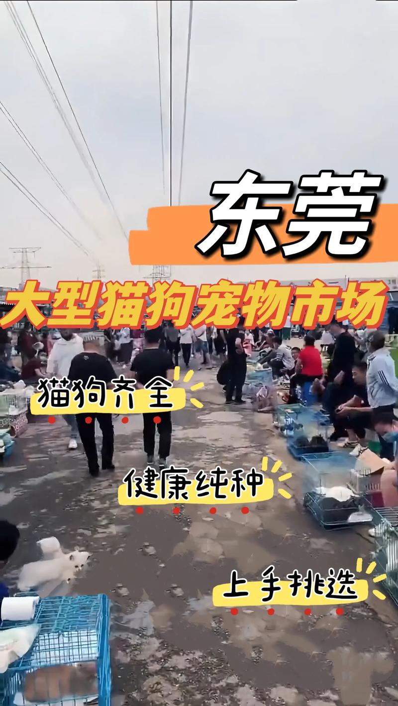 东莞狗狗市场在哪里,东莞市那里有狗狗市场?-第1张图片-后鲨宠物 东莞狗狗市场在哪里,东莞市那里有狗狗市场?-第1张图片-后鲨宠物
