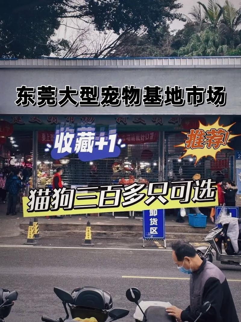 东莞狗狗市场在哪里,东莞市那里有狗狗市场?-第4张图片-后鲨宠物 东莞狗狗市场在哪里,东莞市那里有狗狗市场?-第4张图片-后鲨宠物