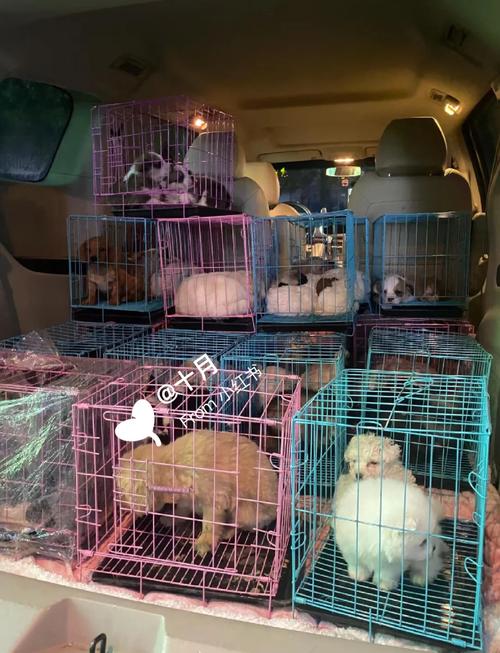 东莞狗狗市场在哪里,东莞市那里有狗狗市场?-第6张图片-后鲨宠物 东莞狗狗市场在哪里,东莞市那里有狗狗市场?-第6张图片-后鲨宠物