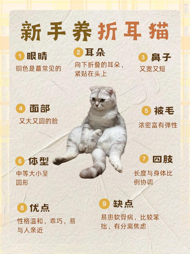 猫咪怀孕了要注意什么,猫咪怀孕了要注意些什么-第1张图片-后鲨宠物 猫咪怀孕了要注意什么,猫咪怀孕了要注意些什么-第1张图片-后鲨宠物