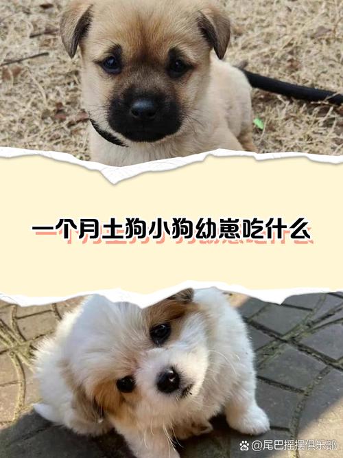 狗狗吃馒头好消化吗,狗狗吃馒头好消化吗为什么?-第2张图片-后鲨宠物 狗狗吃馒头好消化吗,狗狗吃馒头好消化吗为什么?-第2张图片-后鲨宠物