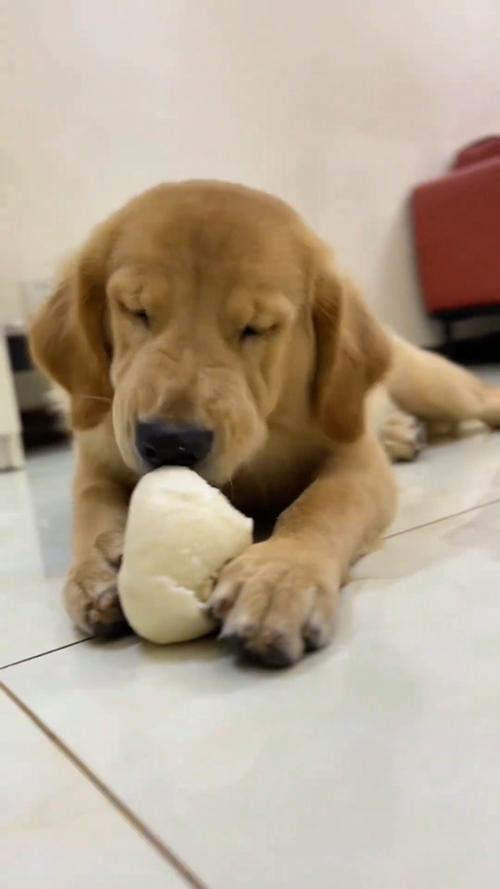 狗狗吃馒头好消化吗,狗狗吃馒头好消化吗为什么?-第3张图片-后鲨宠物 狗狗吃馒头好消化吗,狗狗吃馒头好消化吗为什么?-第3张图片-后鲨宠物