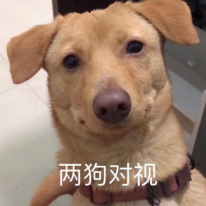 为什么不能和狗狗对视_不能跟狗狗对视-第1张图片-后鲨宠物 为什么不能和狗狗对视_不能跟狗狗对视-第1张图片-后鲨宠物