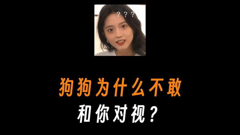 为什么不能和狗狗对视_不能跟狗狗对视-第2张图片-后鲨宠物 为什么不能和狗狗对视_不能跟狗狗对视-第2张图片-后鲨宠物
