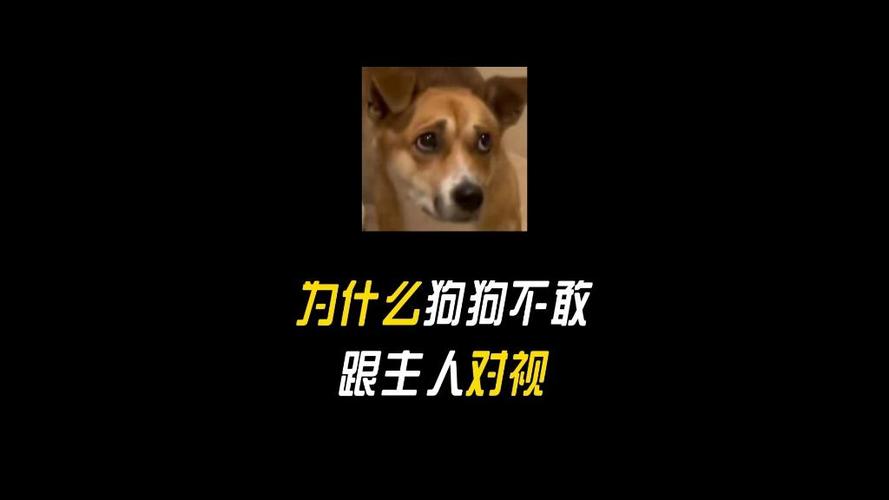 为什么不能和狗狗对视_不能跟狗狗对视-第4张图片-后鲨宠物 为什么不能和狗狗对视_不能跟狗狗对视-第4张图片-后鲨宠物