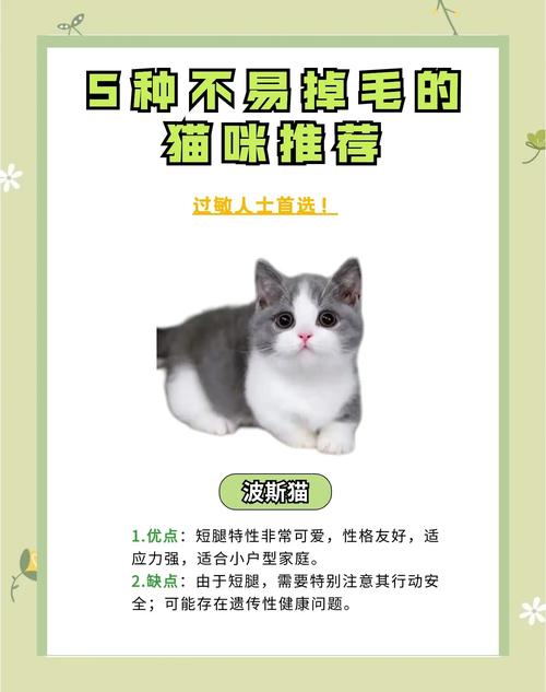 如何防止猫咪掉毛,如何防止猫咪掉毛很严重怎么办-第4张图片-后鲨宠物 如何防止猫咪掉毛,如何防止猫咪掉毛很严重怎么办-第4张图片-后鲨宠物