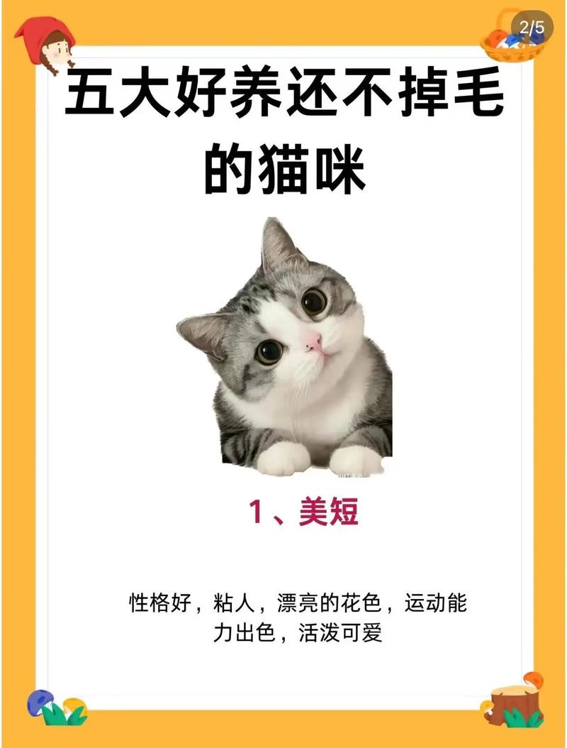 如何防止猫咪掉毛,如何防止猫咪掉毛很严重怎么办-第5张图片-后鲨宠物 如何防止猫咪掉毛,如何防止猫咪掉毛很严重怎么办-第5张图片-后鲨宠物