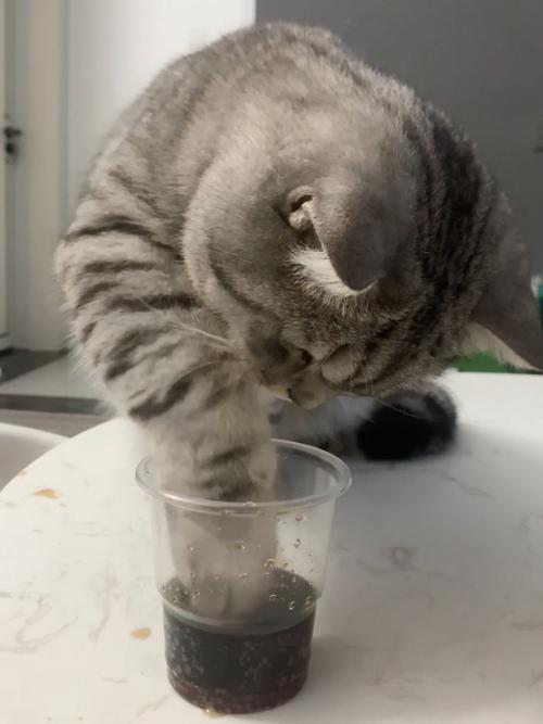 猫咪可以喝可乐吗,猫咪喝可乐吗会怎么样-第2张图片-后鲨宠物 猫咪可以喝可乐吗,猫咪喝可乐吗会怎么样-第2张图片-后鲨宠物