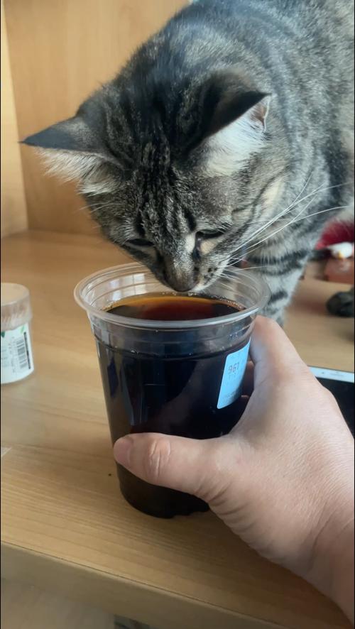 猫咪可以喝可乐吗,猫咪喝可乐吗会怎么样-第3张图片-后鲨宠物 猫咪可以喝可乐吗,猫咪喝可乐吗会怎么样-第3张图片-后鲨宠物