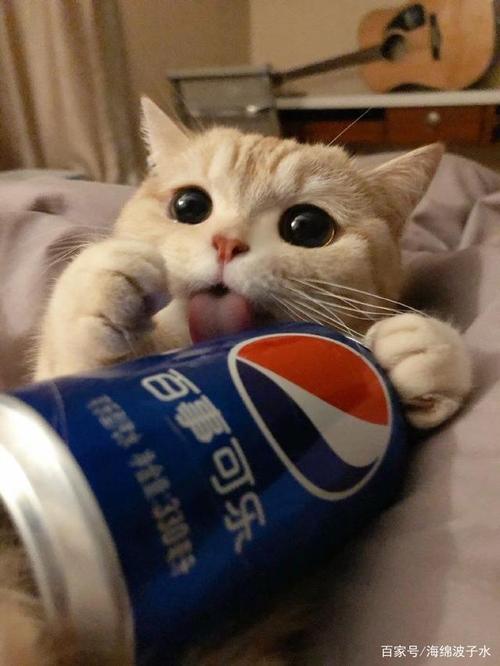 猫咪可以喝可乐吗,猫咪喝可乐吗会怎么样-第5张图片-后鲨宠物 猫咪可以喝可乐吗,猫咪喝可乐吗会怎么样-第5张图片-后鲨宠物