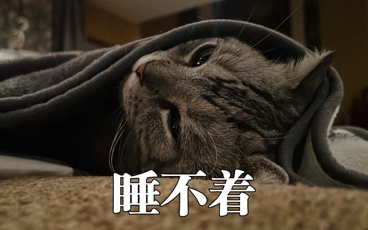 猫咪晚上不睡觉吗_猫咪晚上不睡觉吗为什么-第5张图片-后鲨宠物 猫咪晚上不睡觉吗_猫咪晚上不睡觉吗为什么-第5张图片-后鲨宠物