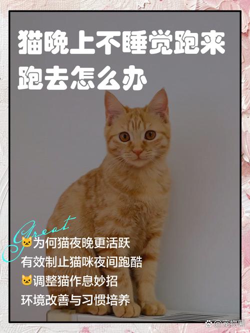 猫咪晚上不睡觉吗_猫咪晚上不睡觉吗为什么-第6张图片-后鲨宠物 猫咪晚上不睡觉吗_猫咪晚上不睡觉吗为什么-第6张图片-后鲨宠物