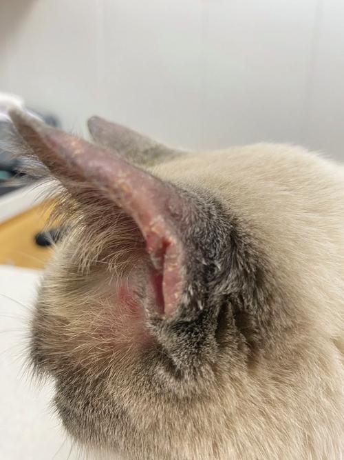 猫咪耳朵肿了怎么办,猫耳朵肿起来怎么办?-第1张图片-后鲨宠物 猫咪耳朵肿了怎么办,猫耳朵肿起来怎么办?-第1张图片-后鲨宠物