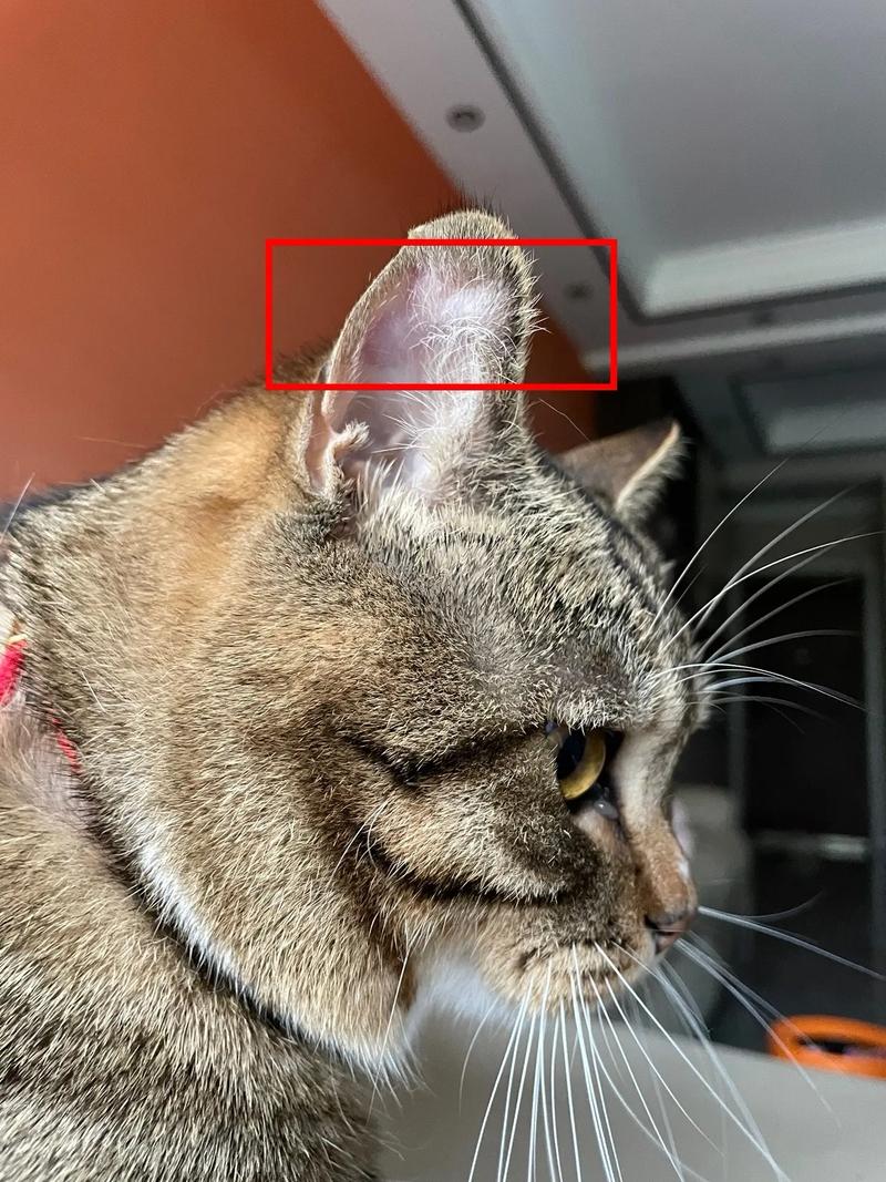 猫咪耳朵肿了怎么办,猫耳朵肿起来怎么办?-第4张图片-后鲨宠物 猫咪耳朵肿了怎么办,猫耳朵肿起来怎么办?-第4张图片-后鲨宠物