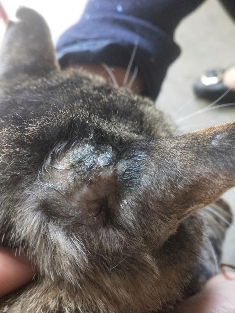 猫咪耳朵肿了怎么办,猫耳朵肿起来怎么办?-第5张图片-后鲨宠物 猫咪耳朵肿了怎么办,猫耳朵肿起来怎么办?-第5张图片-后鲨宠物