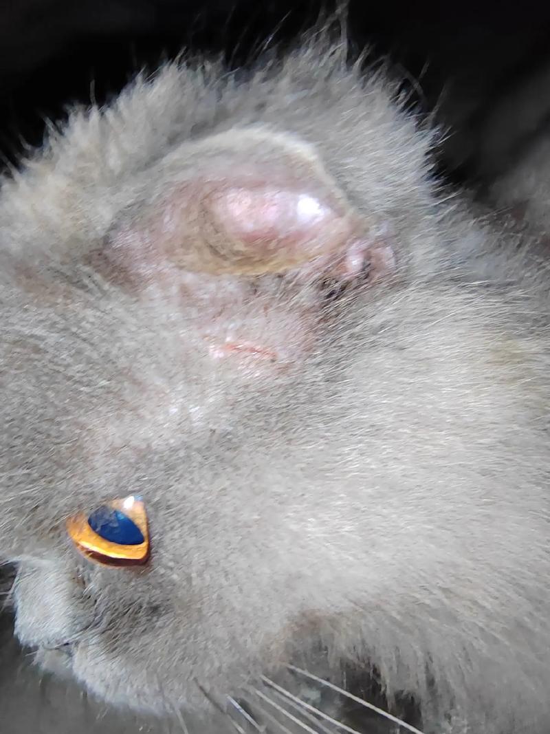 猫咪耳朵肿了怎么办,猫耳朵肿起来怎么办?-第6张图片-后鲨宠物 猫咪耳朵肿了怎么办,猫耳朵肿起来怎么办?-第6张图片-后鲨宠物