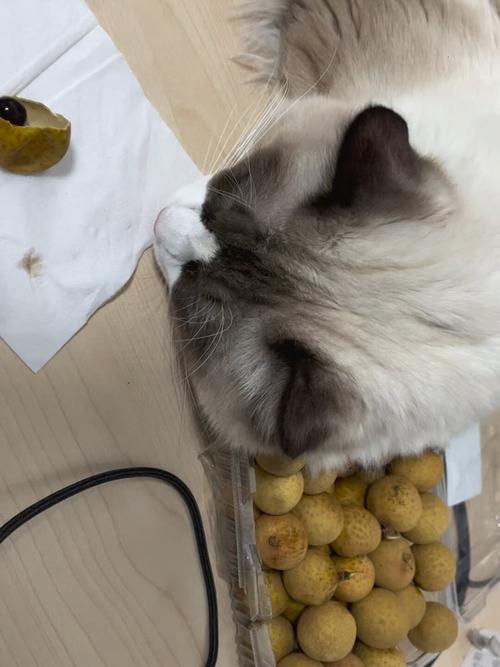 猫咪能吃龙眼吗_猫咪能吃龙眼吗会死吗-第2张图片-后鲨宠物 猫咪能吃龙眼吗_猫咪能吃龙眼吗会死吗-第2张图片-后鲨宠物