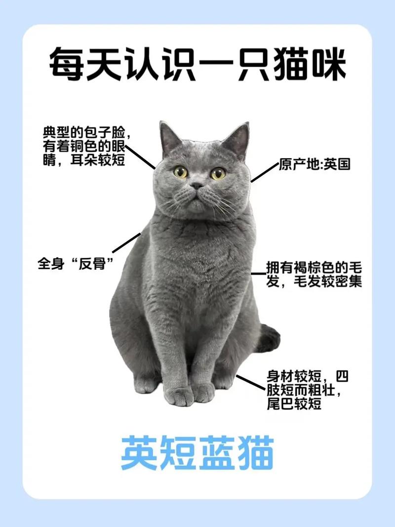 猫咪能吃龙眼吗_猫咪能吃龙眼吗会死吗-第3张图片-后鲨宠物 猫咪能吃龙眼吗_猫咪能吃龙眼吗会死吗-第3张图片-后鲨宠物