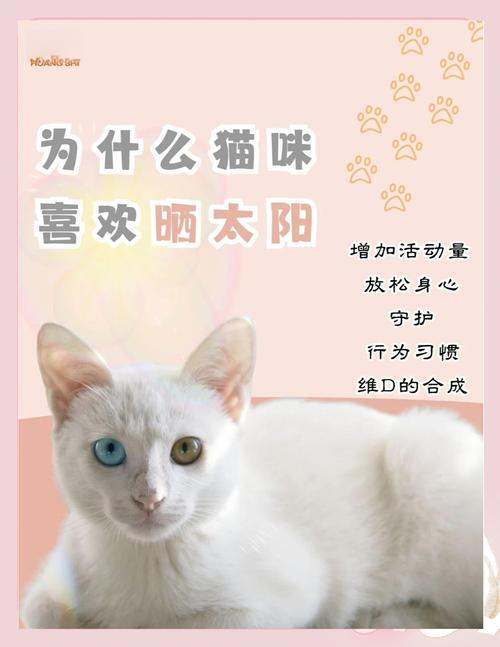 猫咪不爱晒太阳,猫不喜欢晒阳光?-第1张图片-后鲨宠物 猫咪不爱晒太阳,猫不喜欢晒阳光?-第1张图片-后鲨宠物
