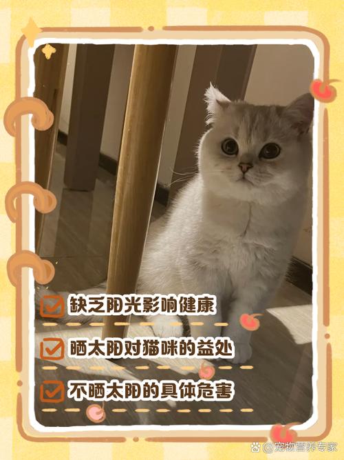 猫咪不爱晒太阳,猫不喜欢晒阳光?-第2张图片-后鲨宠物 猫咪不爱晒太阳,猫不喜欢晒阳光?-第2张图片-后鲨宠物