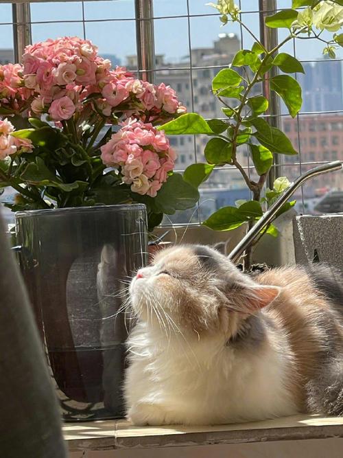 猫咪不爱晒太阳,猫不喜欢晒阳光?-第3张图片-后鲨宠物 猫咪不爱晒太阳,猫不喜欢晒阳光?-第3张图片-后鲨宠物