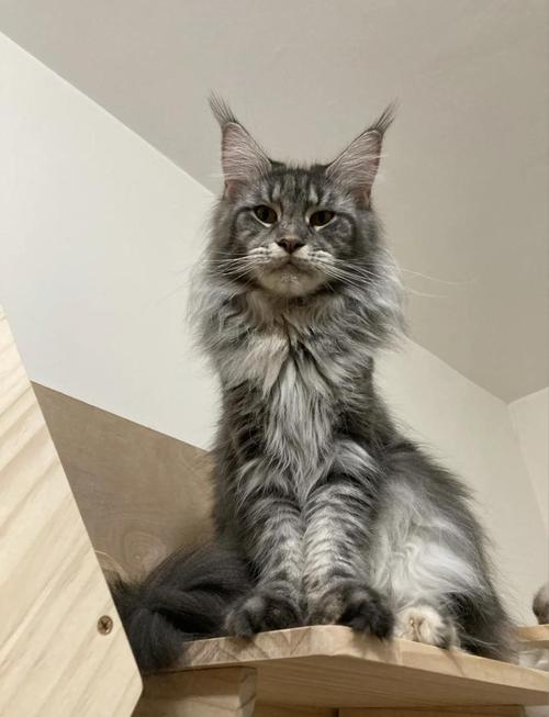 猫咪不爱晒太阳,猫不喜欢晒阳光?-第5张图片-后鲨宠物 猫咪不爱晒太阳,猫不喜欢晒阳光?-第5张图片-后鲨宠物