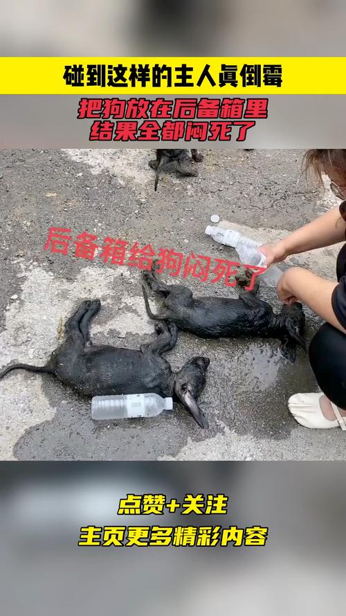 狗狗可以放在后备箱吗,狗狗可以放后备箱带回家吗?-第2张图片-后鲨宠物 狗狗可以放在后备箱吗,狗狗可以放后备箱带回家吗?-第2张图片-后鲨宠物