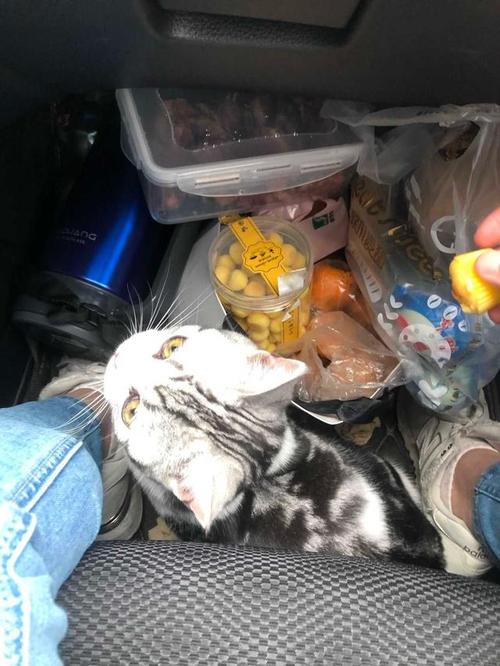 狗狗可以放在后备箱吗,狗狗可以放后备箱带回家吗?-第3张图片-后鲨宠物 狗狗可以放在后备箱吗,狗狗可以放后备箱带回家吗?-第3张图片-后鲨宠物