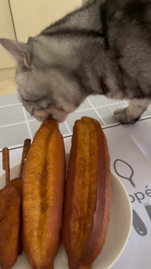  猫咪可以吃油吗，猫咪能不能吃油的东西-第1张图片-后鲨宠物