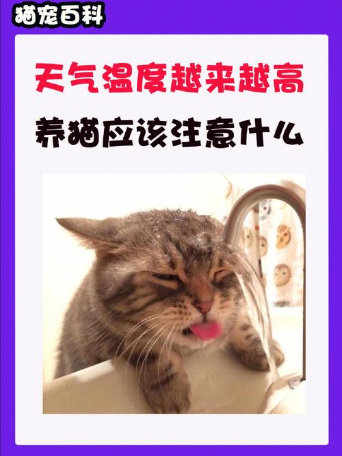 天气太热猫咪会怎么样_天气太热猫会生病吗-第1张图片-后鲨宠物 天气太热猫咪会怎么样_天气太热猫会生病吗-第1张图片-后鲨宠物
