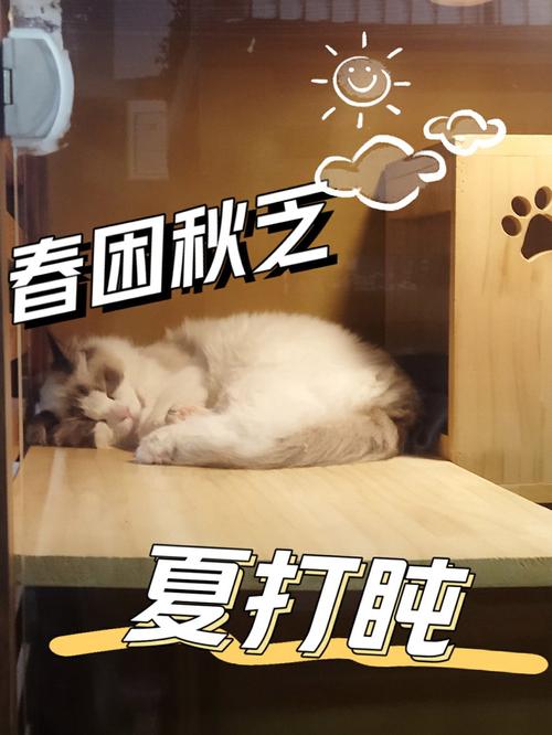 天气太热猫咪会怎么样_天气太热猫会生病吗-第4张图片-后鲨宠物 天气太热猫咪会怎么样_天气太热猫会生病吗-第4张图片-后鲨宠物