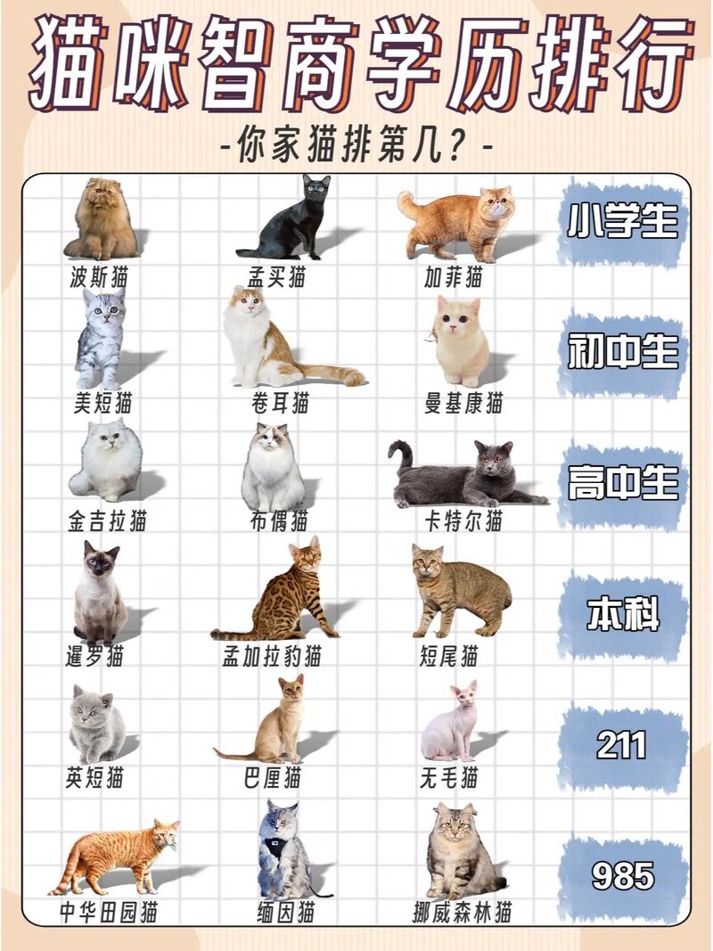 世界上最聪明的猫咪,世界上最聪明的猫前十-第6张图片-后鲨宠物 世界上最聪明的猫咪,世界上最聪明的猫前十-第6张图片-后鲨宠物