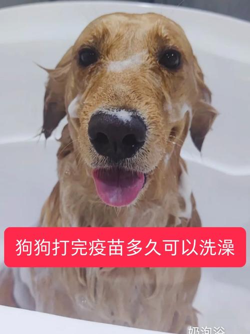 狗狗打疫苗可以洗澡吗,狗狗打疫苗期间能洗澡么?-第2张图片-后鲨宠物 狗狗打疫苗可以洗澡吗,狗狗打疫苗期间能洗澡么?-第2张图片-后鲨宠物
