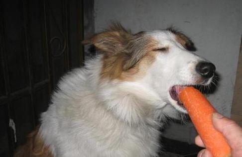 狗狗能吃红萝卜吗_小狗狗可以吃红萝卜吗-第1张图片-后鲨宠物 狗狗能吃红萝卜吗_小狗狗可以吃红萝卜吗-第1张图片-后鲨宠物