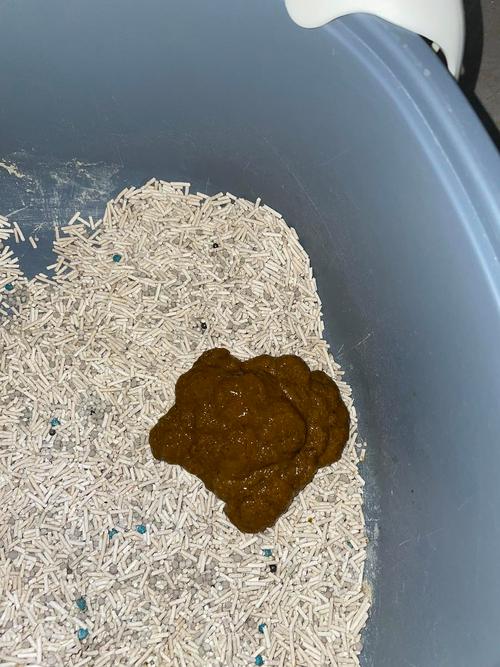 猫咪拉屎有点稀_猫咪拉屎有点稀还呕吐能自愈嘛-第4张图片-后鲨宠物 猫咪拉屎有点稀_猫咪拉屎有点稀还呕吐能自愈嘛-第4张图片-后鲨宠物