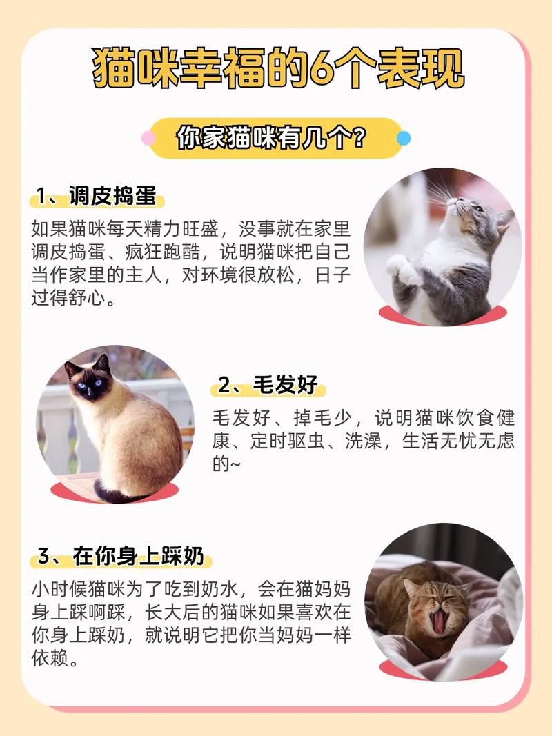 猫咪舒服的表现_猫猫舒服的表现-第4张图片-后鲨宠物 猫咪舒服的表现_猫猫舒服的表现-第4张图片-后鲨宠物