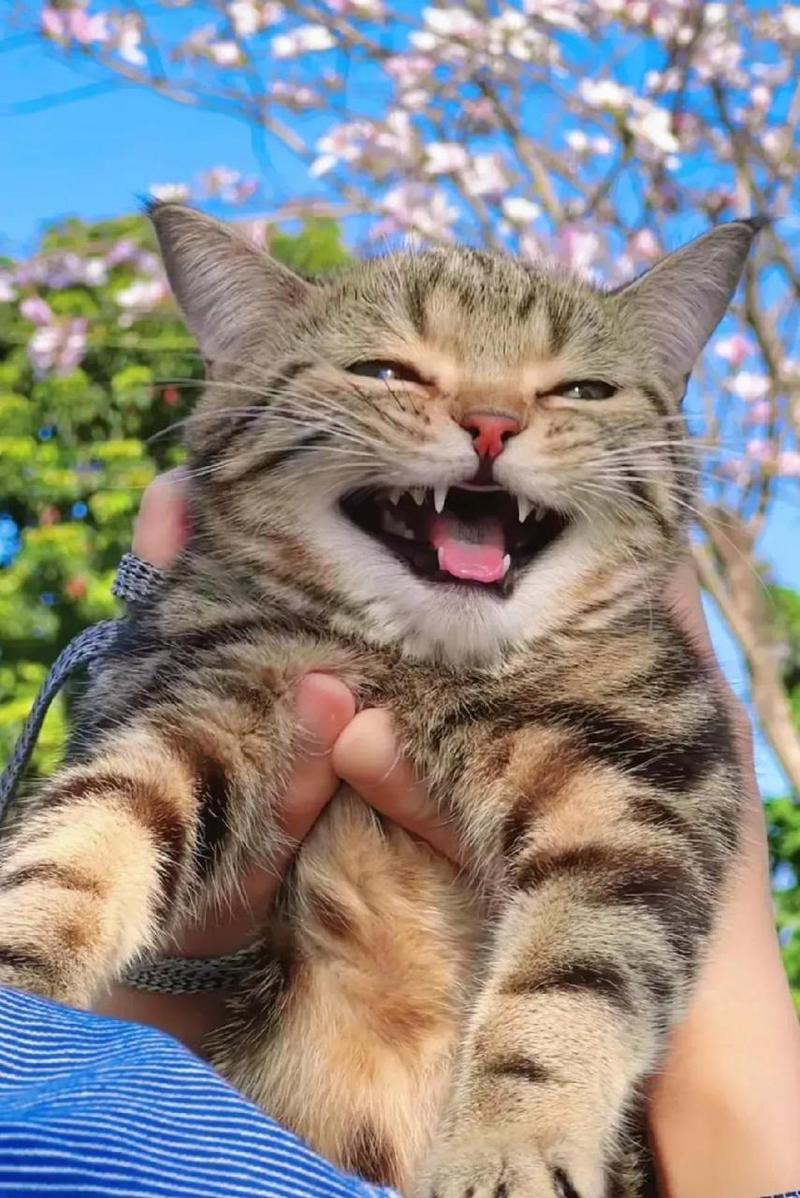 猫咪舒服的表现_猫猫舒服的表现-第6张图片-后鲨宠物 猫咪舒服的表现_猫猫舒服的表现-第6张图片-后鲨宠物