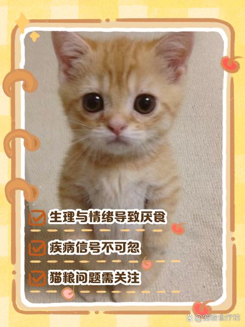 猫咪厌食是什么原因_猫咪出现厌食怎么办-第3张图片-后鲨宠物 猫咪厌食是什么原因_猫咪出现厌食怎么办-第3张图片-后鲨宠物