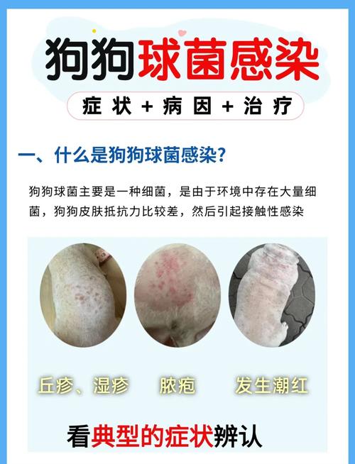 狗狗得了球虫的症状,狗狗得了球虫病有什么症状?-第4张图片-后鲨宠物 狗狗得了球虫的症状,狗狗得了球虫病有什么症状?-第4张图片-后鲨宠物