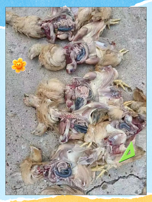 狗狗得了球虫的症状,狗狗得了球虫病有什么症状?-第5张图片-后鲨宠物 狗狗得了球虫的症状,狗狗得了球虫病有什么症状?-第5张图片-后鲨宠物