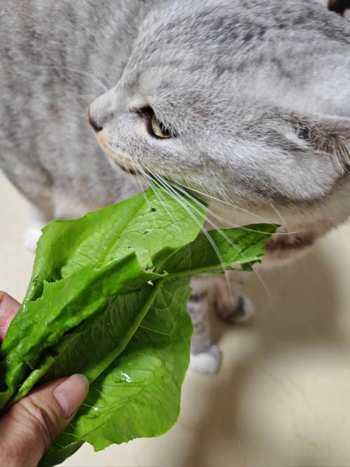 猫猫可以吃什么蔬菜,猫猫吃什么蔬菜对身体好-第4张图片-后鲨宠物 猫猫可以吃什么蔬菜,猫猫吃什么蔬菜对身体好-第4张图片-后鲨宠物