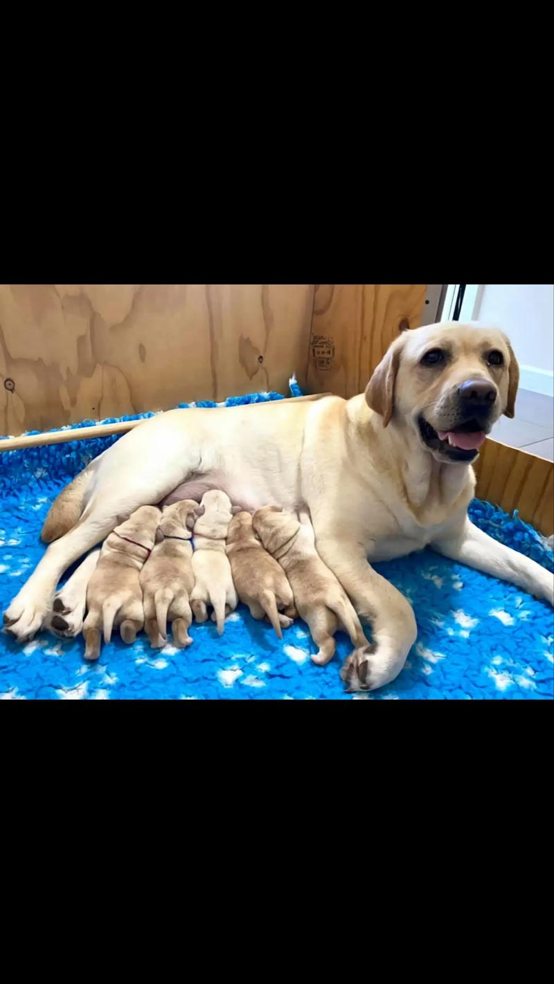 狗狗怀孕多长时间生_狗狗怀孕多长时间生孩子-第1张图片-后鲨宠物 狗狗怀孕多长时间生_狗狗怀孕多长时间生孩子-第1张图片-后鲨宠物